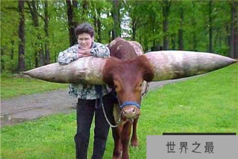 世界上最长的牛角，重180斤价值达180万