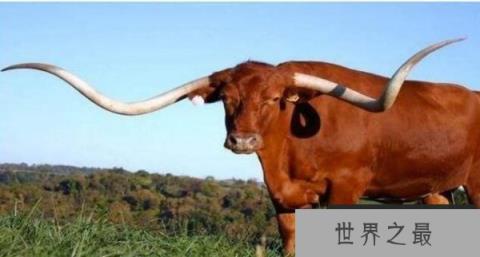 世界上最长的牛角，重180斤价值达180万