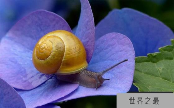 世界上牙齿最多的动物 总共有25600颗牙齿(蜗牛) 世界上牙齿最多的动物 总共有25600颗牙齿(蜗牛)