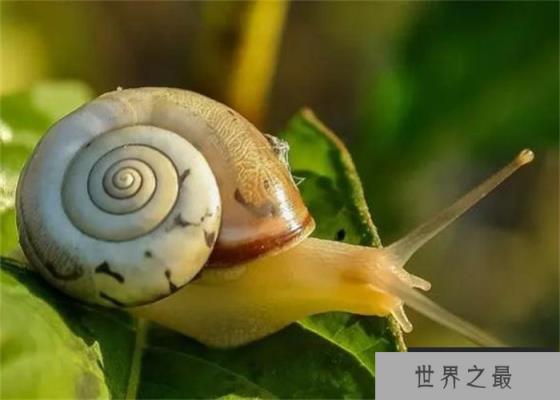 世界上牙齿最多的动物 总共有25600颗牙齿(蜗牛) 世界上牙齿最多的动物 总共有25600颗牙齿(蜗牛)