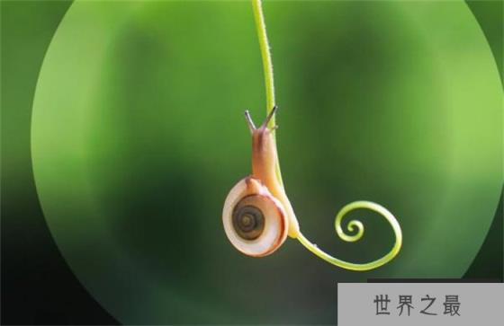 世界上牙齿最多的动物 总共有25600颗牙齿(蜗牛) 世界上牙齿最多的动物 总共有25600颗牙齿(蜗牛)