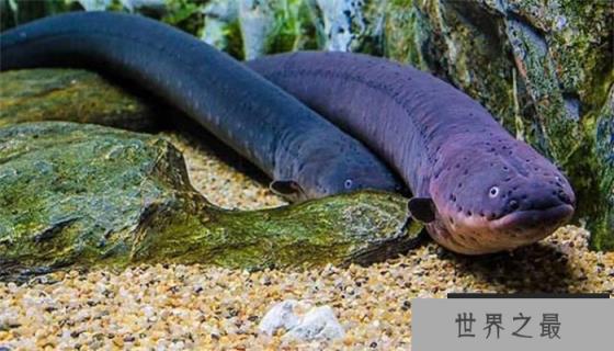 世界上发电能力最强的动物 会使人瞬间昏迷(电鳗)