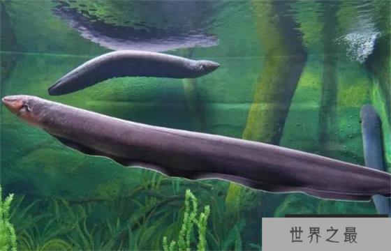 世界上发电能力最强的动物 会使人瞬间昏迷(电鳗)