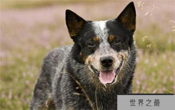 世界上寿命最长的狗 寿命29岁5个月(澳洲牧牛犬) 世界上寿命最长的狗 寿命29岁5个月(澳洲牧牛犬)