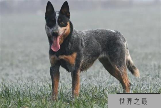 世界上寿命最长的狗 寿命29岁5个月(澳洲牧牛犬) 世界上寿命最长的狗 寿命29岁5个月(澳洲牧牛犬)