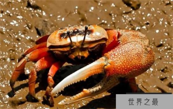 世界上最会变色的蟹 体色随太阳变化(招潮蟹)