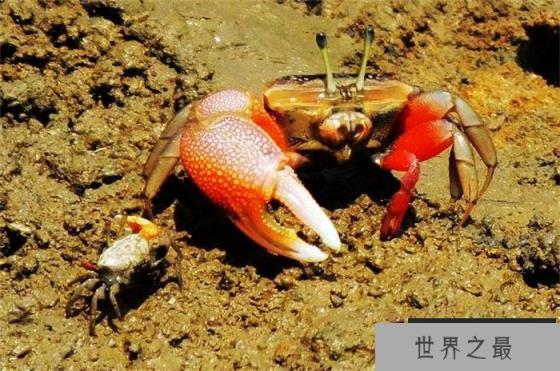 世界上最会变色的蟹 体色随太阳变化(招潮蟹)