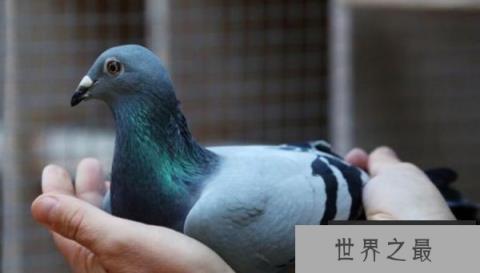 世界上最贵的赛鸽,比利时鸽子被拍出1030万元 世界上最贵的赛鸽,比利时鸽子被拍出1030万元