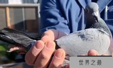 史上最贵鸽子,比利时赛鸽拍出160万欧元 史上最贵鸽子,比利时赛鸽拍出160万欧元