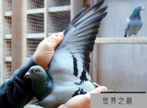 史上最贵鸽子,比利时赛鸽拍出160万欧元 史上最贵鸽子,比利时赛鸽拍出160万欧元