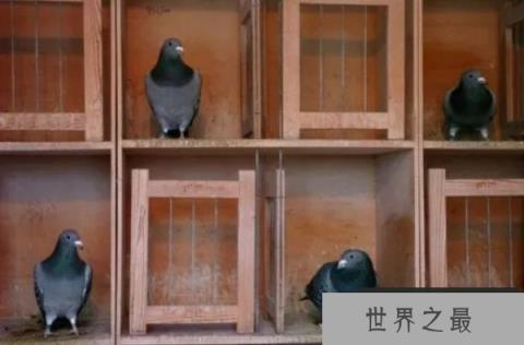 史上最贵鸽子,比利时赛鸽拍出160万欧元 史上最贵鸽子,比利时赛鸽拍出160万欧元