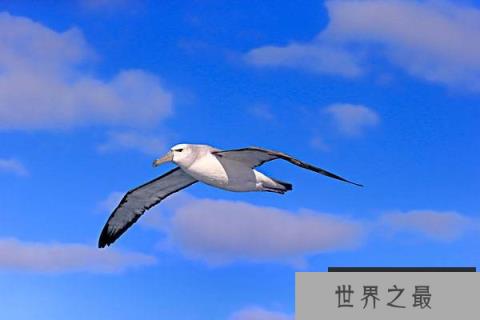 世界上最大的飞的最远的鸟,当属信天翁 世界上最大的飞的最远的鸟,当属信天翁