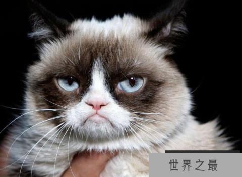 世界上收入最高的猫,不爽猫身价超6亿 世界上收入最高的猫,不爽猫身价超6亿
