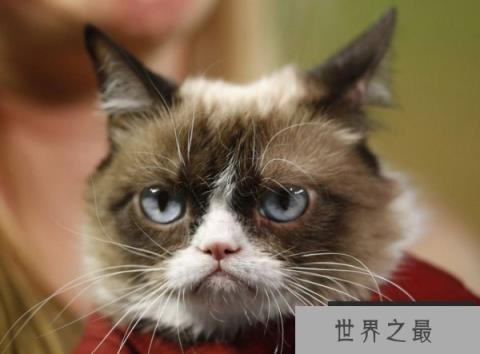 世界上收入最高的猫,不爽猫身价超6亿 世界上收入最高的猫,不爽猫身价超6亿