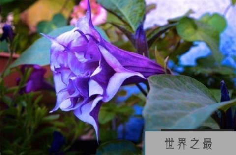 世界上最毒的花,曼陀罗含有剧毒 世界上最毒的花,曼陀罗含有剧毒