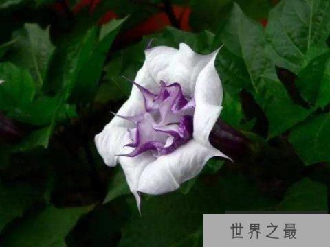 世界上最毒的花,曼陀罗含有剧毒 世界上最毒的花,曼陀罗含有剧毒