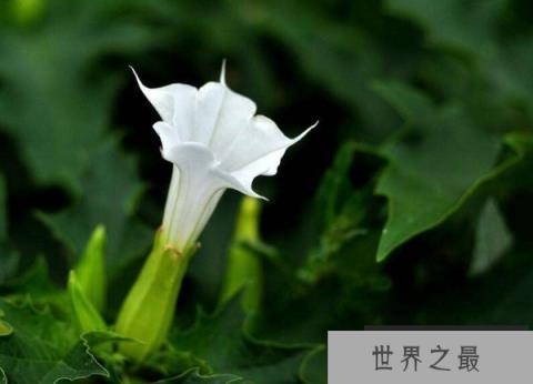 世界上最毒的花,曼陀罗含有剧毒 世界上最毒的花,曼陀罗含有剧毒