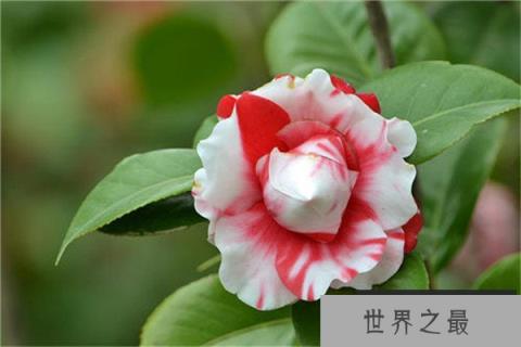 世界上最毒的花,曼陀罗含有剧毒 世界上最毒的花,曼陀罗含有剧毒