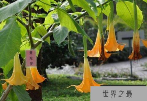 世界上最毒的花,曼陀罗含有剧毒 世界上最毒的花,曼陀罗含有剧毒