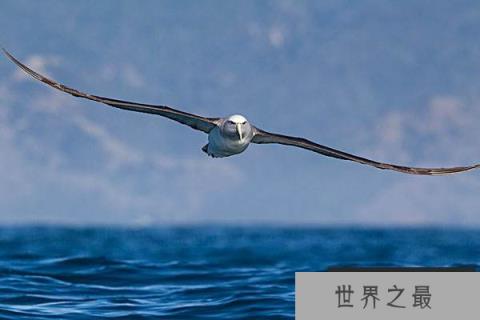 世界上最大的飞的最远的鸟,当属信天翁 世界上最大的飞的最远的鸟,当属信天翁