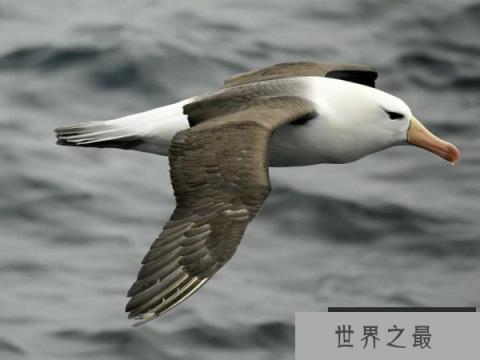 世界上最大的飞的最远的鸟,当属信天翁 世界上最大的飞的最远的鸟,当属信天翁