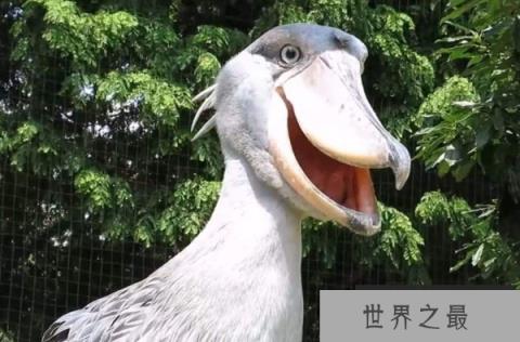 世界上现存头最大的鸟,鲸头鹳乃鳄鱼的天敌 世界上现存头最大的鸟,鲸头鹳乃鳄鱼的天敌