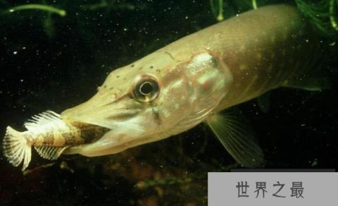 世界上寿命最长的鱼,狗鱼能活200多岁 世界上寿命最长的鱼,狗鱼能活200多岁