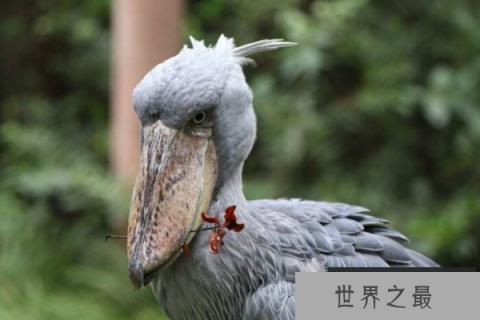世界上现存头最大的鸟,鲸头鹳乃鳄鱼的天敌 世界上现存头最大的鸟,鲸头鹳乃鳄鱼的天敌