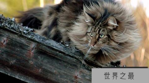 世界上最耐寒的猫,挪威森林猫可忍受零下16度 世界上最耐寒的猫,挪威森林猫可忍受零下16度