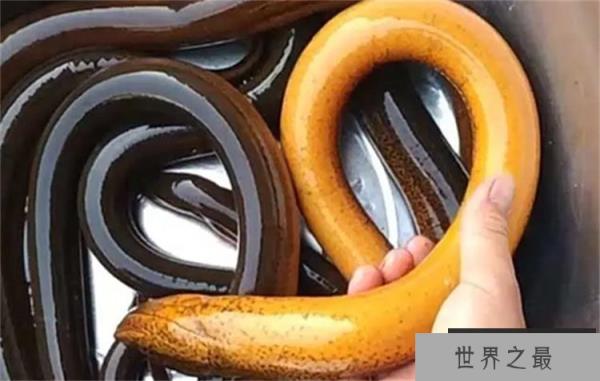 世界上最大的黄鳝 长1.5米/重达36斤(比小孩腿粗)