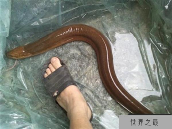 世界上最大的黄鳝 长1.5米/重达36斤(比小孩腿粗)