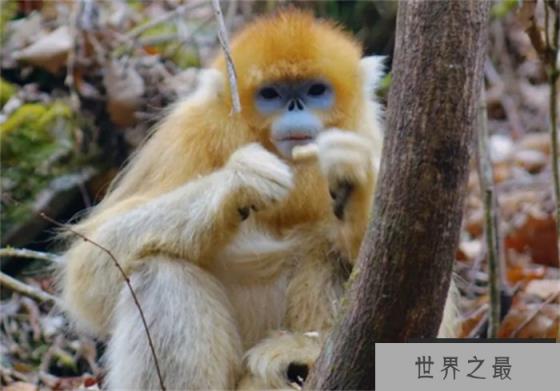 世界上最酷的猴子 浑身金灿灿自带主角光环(金丝猴)