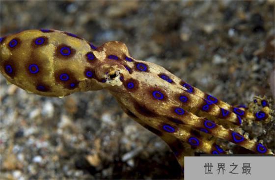 海底最毒章鱼 可杀死26名成年人(澳洲蓝环章鱼) 海底最毒章鱼 可杀死26名成年人(澳洲蓝环章鱼)