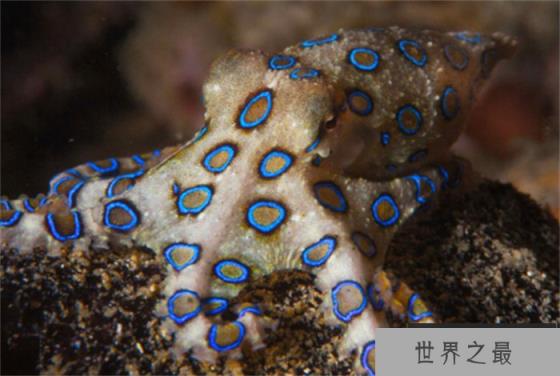 海底最毒章鱼 可杀死26名成年人(澳洲蓝环章鱼) 海底最毒章鱼 可杀死26名成年人(澳洲蓝环章鱼)