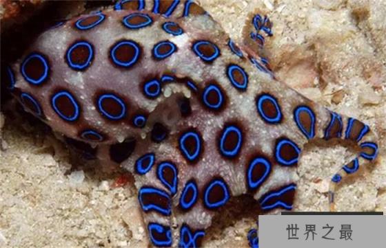 海底最毒章鱼 可杀死26名成年人(澳洲蓝环章鱼) 海底最毒章鱼 可杀死26名成年人(澳洲蓝环章鱼)