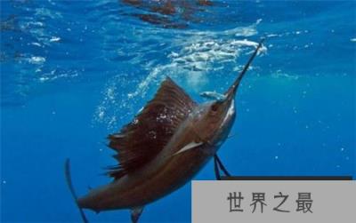 世界上游得最快的鱼,冠军非旗鱼莫属 世界上游得最快的鱼,冠军非旗鱼莫属
