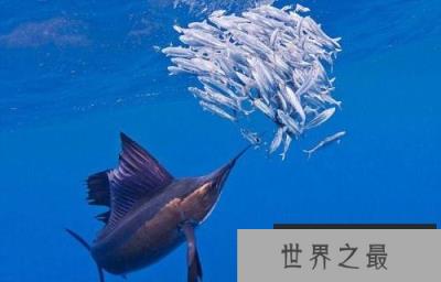 世界上游得最快的鱼,冠军非旗鱼莫属 世界上游得最快的鱼,冠军非旗鱼莫属
