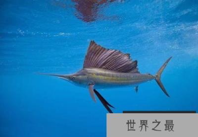 世界上游得最快的鱼,冠军非旗鱼莫属 世界上游得最快的鱼,冠军非旗鱼莫属