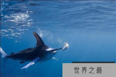 世界上游得最快的鱼,冠军非旗鱼莫属 世界上游得最快的鱼,冠军非旗鱼莫属