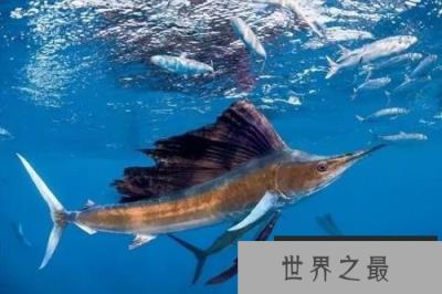 世界上游得最快的鱼,冠军非旗鱼莫属 世界上游得最快的鱼,冠军非旗鱼莫属