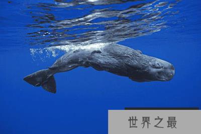 世界上潜水最深的动物,抹香鲸可下潜2200米 世界上潜水最深的动物,抹香鲸可下潜2200米