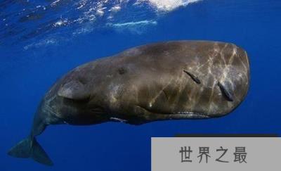世界上潜水最深的动物,抹香鲸可下潜2200米 世界上潜水最深的动物,抹香鲸可下潜2200米