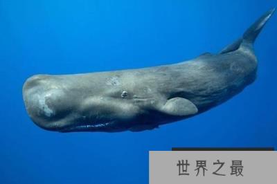 世界上潜水最深的动物,抹香鲸可下潜2200米 世界上潜水最深的动物,抹香鲸可下潜2200米