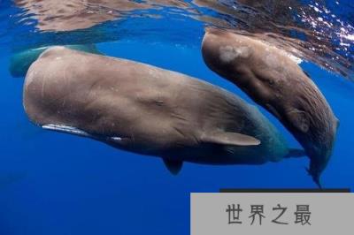 世界上潜水最深的动物,抹香鲸可下潜2200米 世界上潜水最深的动物,抹香鲸可下潜2200米