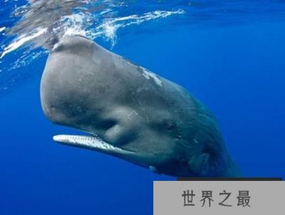 世界上潜水最深的动物,抹香鲸可下潜2200米 世界上潜水最深的动物,抹香鲸可下潜2200米