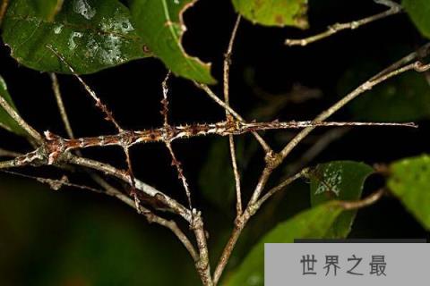 世界上最大的昆虫,竹节虫体长超62厘米 世界上最大的昆虫,竹节虫体长超62厘米