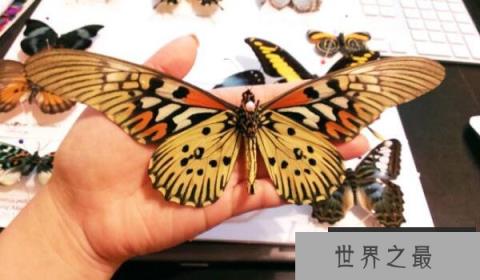 亚历山大女皇鸟翼凤蝶 亚历山大女皇鸟翼凤蝶