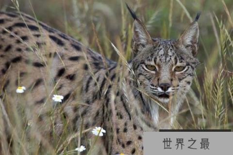 欧洲大陆上最大的猫科动物:伊比利亚猞猁 欧洲大陆上最大的猫科动物:伊比利亚猞猁