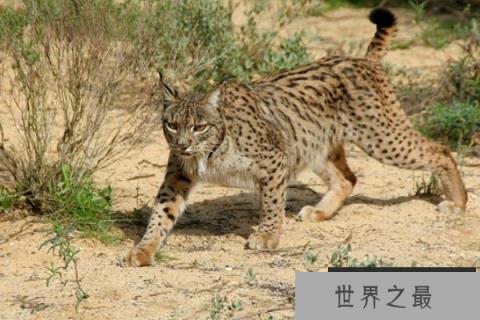 欧洲大陆上最大的猫科动物:伊比利亚猞猁 欧洲大陆上最大的猫科动物:伊比利亚猞猁