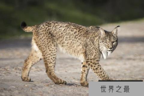 欧洲大陆上最大的猫科动物:伊比利亚猞猁 欧洲大陆上最大的猫科动物:伊比利亚猞猁